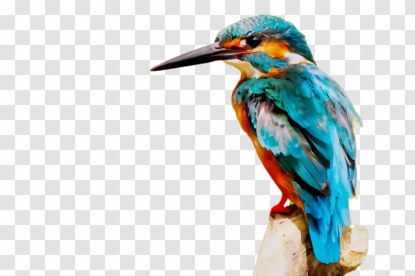Bird Beak Coraciiformes Piciformes Wildlife Transparent PNG