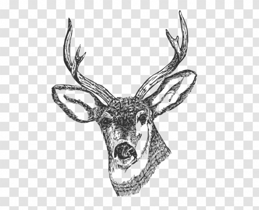 White-tailed Deer Drawing Clip Art Transparent PNG