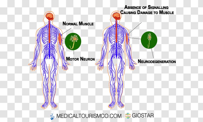 Shoulder Human Behavior Blood Vessel Muscle - Frame - Symptoms Slurred Speech Transparent PNG