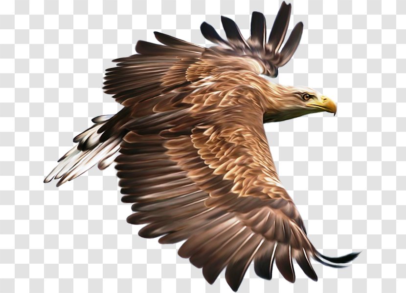 Bird Hawk Eagle Clip Art - Accipitriformes Transparent PNG