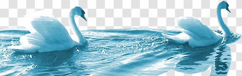 Cygnini Swimming Icon - Water - Swan Transparent PNG
