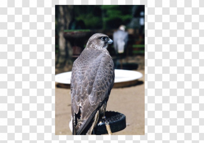 Welsh Hawking Centre Falcon Beak Wales - Bird Of Prey Transparent PNG