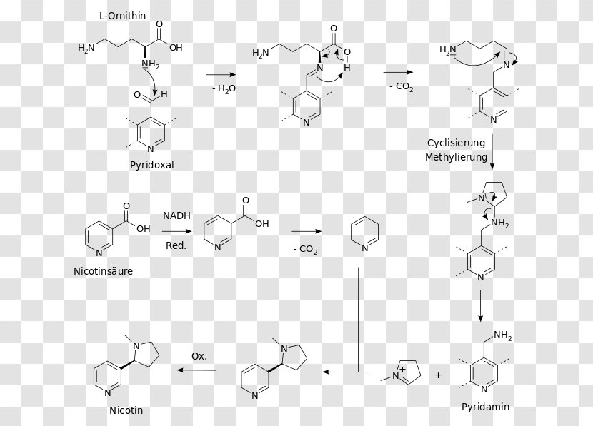 Biosynthesis Nicotine Chemical Synthesis Chemistry Nicotiana Tabacum - Plot - Molecular Biology Transparent PNG
