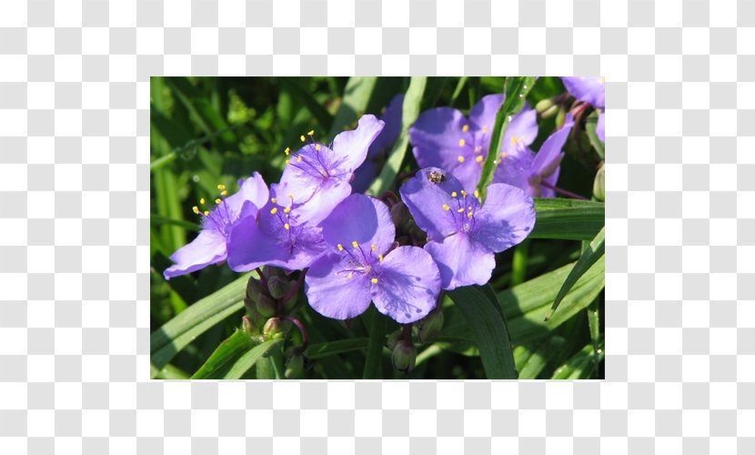 Irises Virginia Spiderwort Flowering Bulbs Plant - Flower Transparent PNG