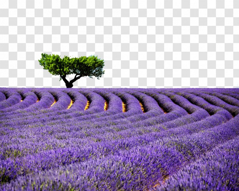 Provence Lavender High-definition Television Desktop Wallpaper - Plant - A Tree Material Flower Sea Transparent PNG