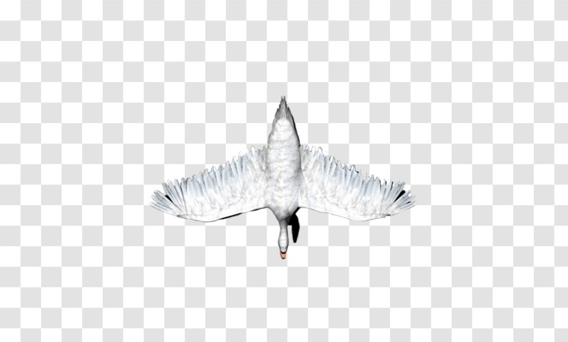 White - Black And - Wing Transparent PNG