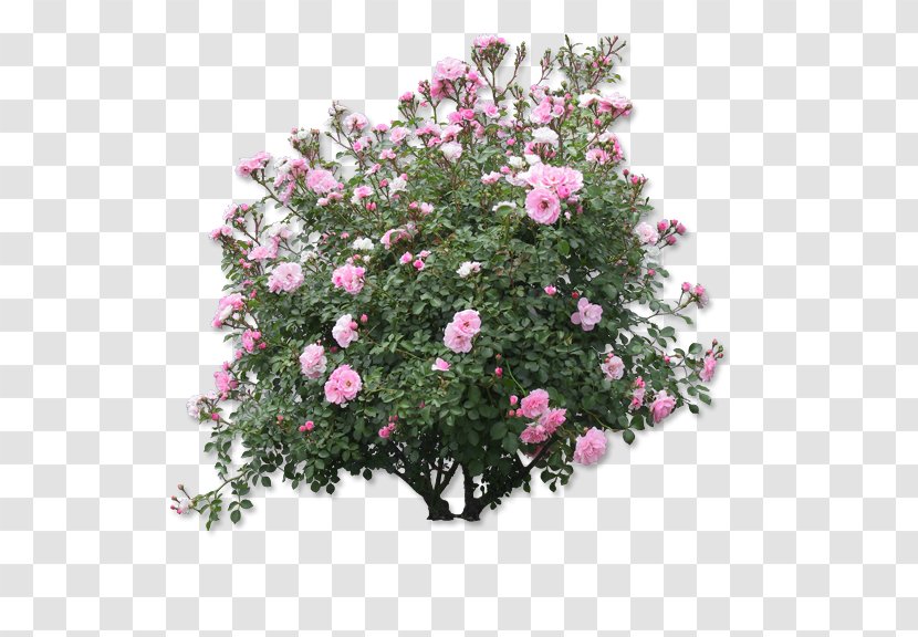 Tree Shrub Plant Flower - Artificial - Rose Flowers Transparent PNG