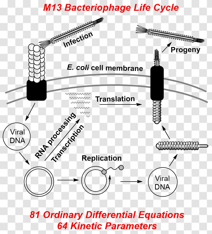 M13 Bacteriophage Filamentous DNA Replication - Dna - Lysogenic Cycle Transparent PNG