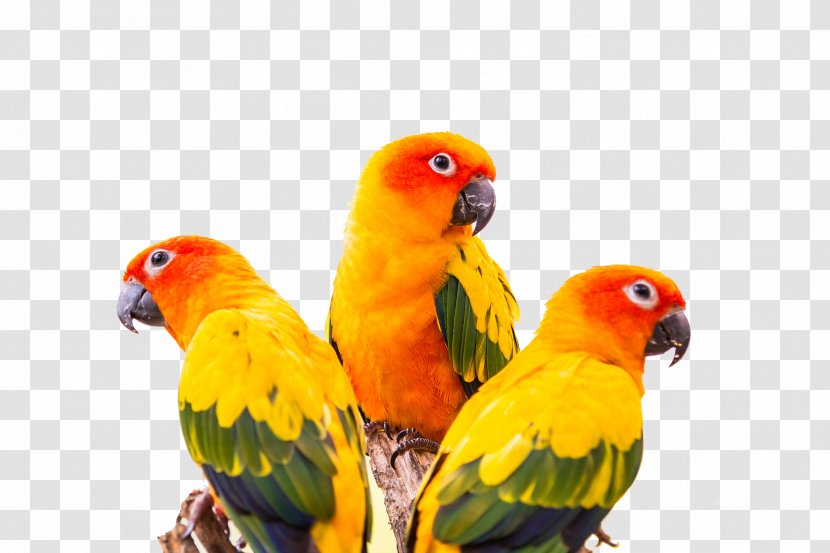 Sun Conure Green-cheeked Parakeet Parrot Bird - Perico - Colorful Transparent PNG