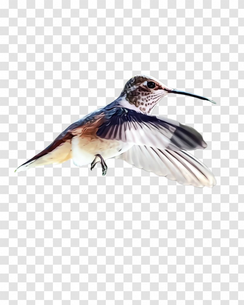 Hummingbird - Wet Ink - Feather Wing Transparent PNG