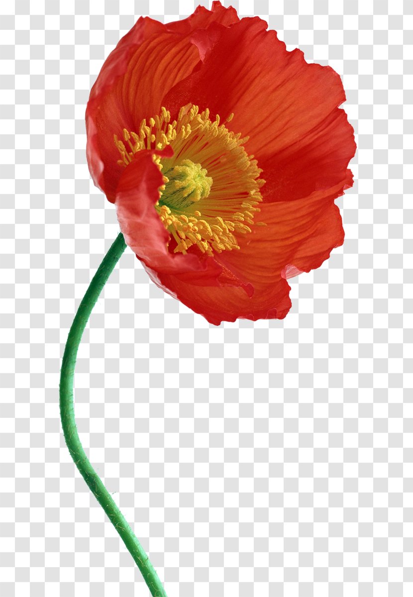 Common Poppy IPhone 7 JPEG - Remembrance - Poppies Transparent PNG