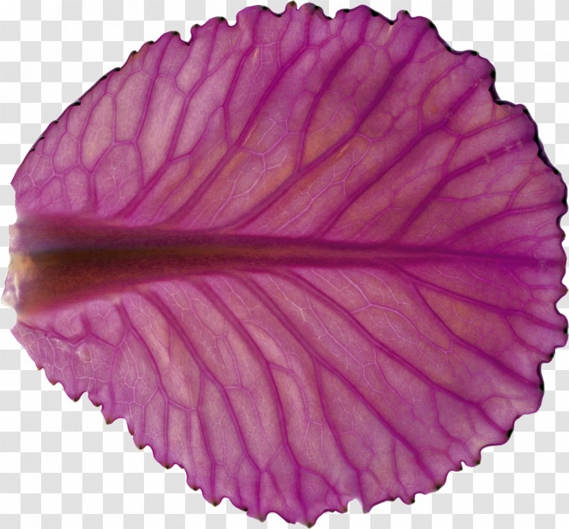 Violet Purple Color Leaf Transparent PNG