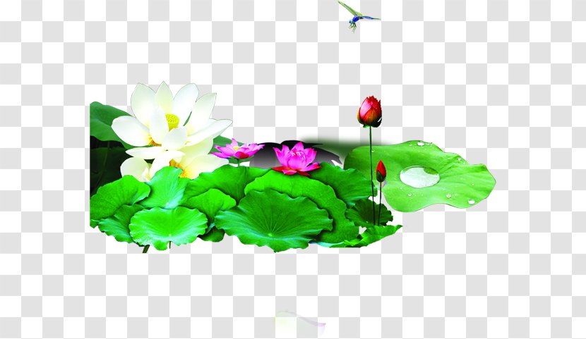 Nelumbo Nucifera Ink - Herbaceous Plant - Green Lotus Transparent PNG