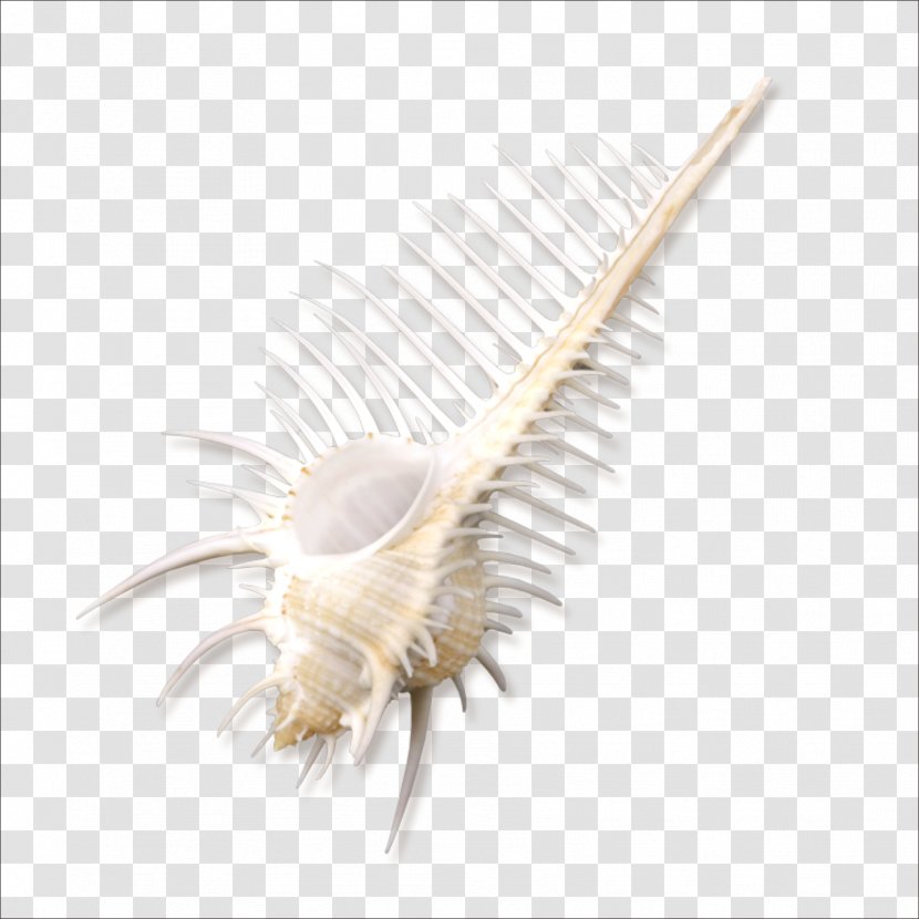 Computer Desktop Metaphor Wallpaper - Feather - Conch Transparent PNG