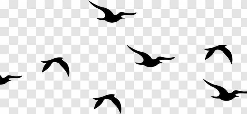 Bird Silhouette - Flight - Beak Blackandwhite Transparent PNG