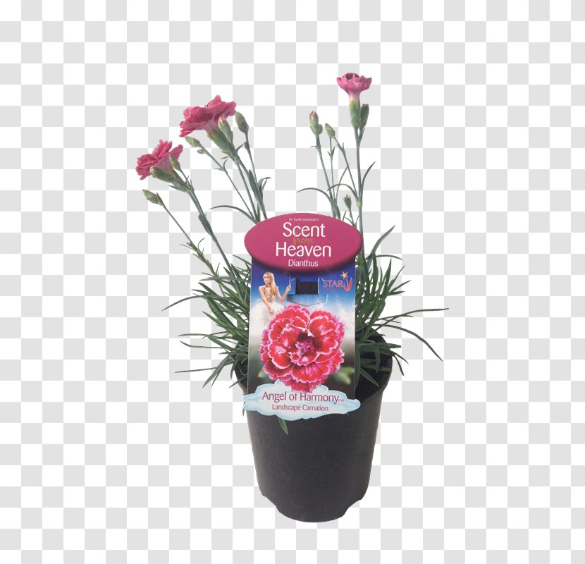 Floral Design Flowerpot Pink Cut Flowers - Herbaceous Plant - Flower Transparent PNG
