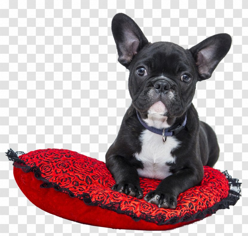 French Bulldog Pet Sitting Dog Grooming - Breed Group Transparent PNG