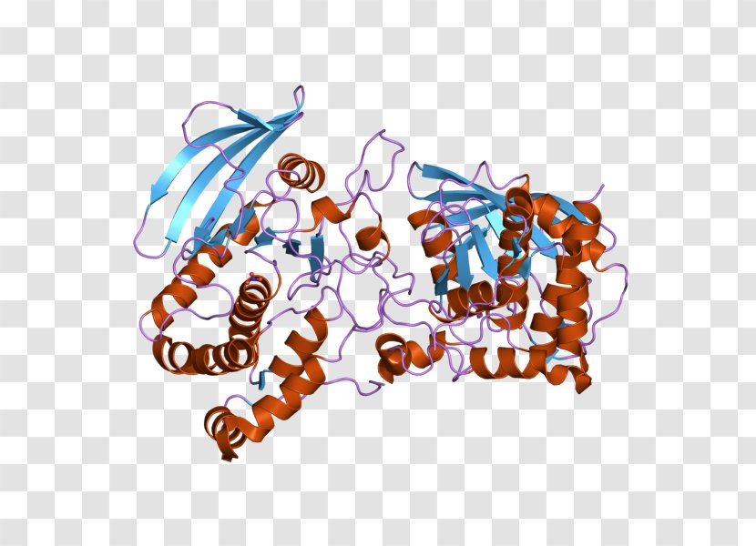 Protein Phosphatase Gene Tyrosine - Receptor Transparent PNG