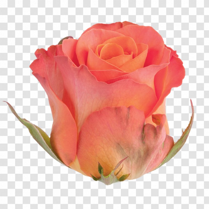 Garden Roses Cabbage Rose Floribunda Cut Flowers - Family - Roza Kwiat Transparent PNG
