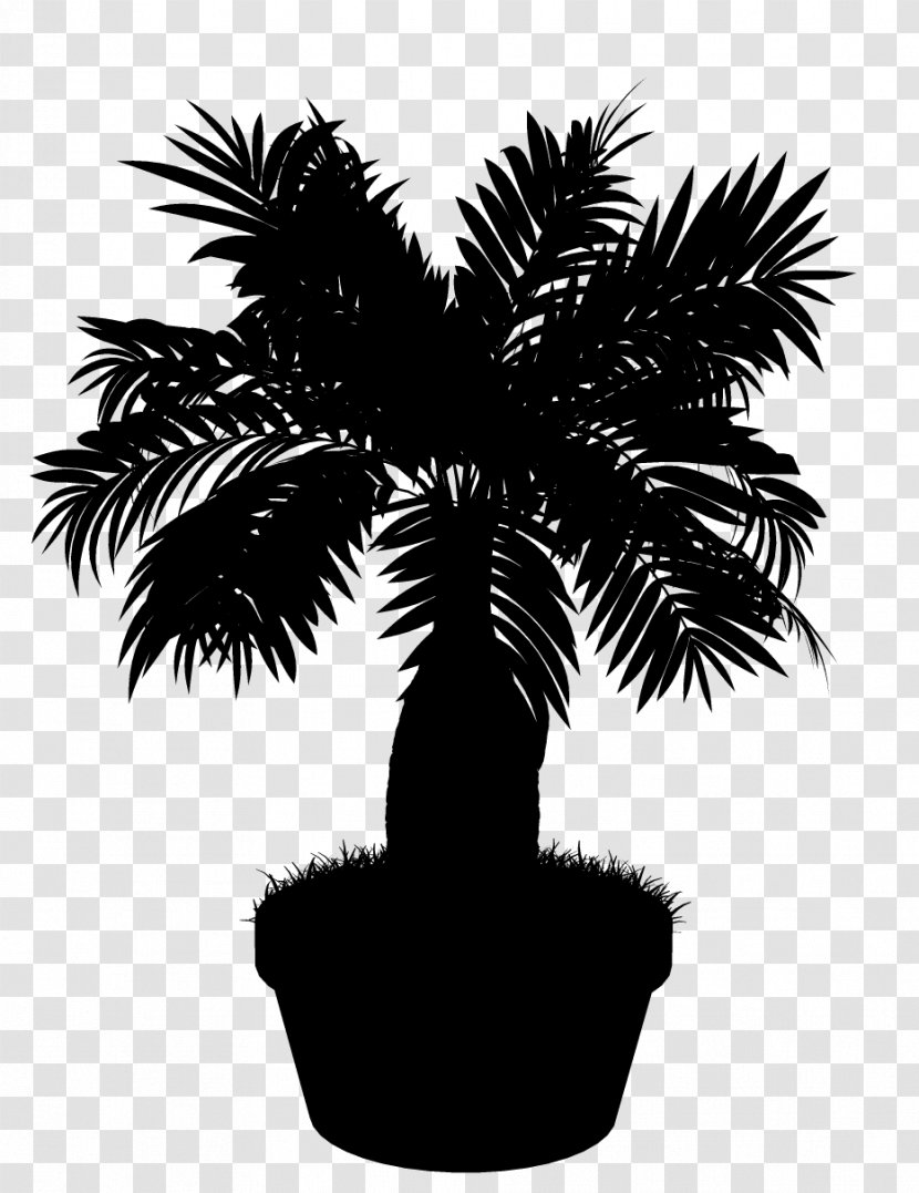 Asian Palmyra Palm Black & White - Sabal Palmetto - M Date Flowerpot Trees Transparent PNG