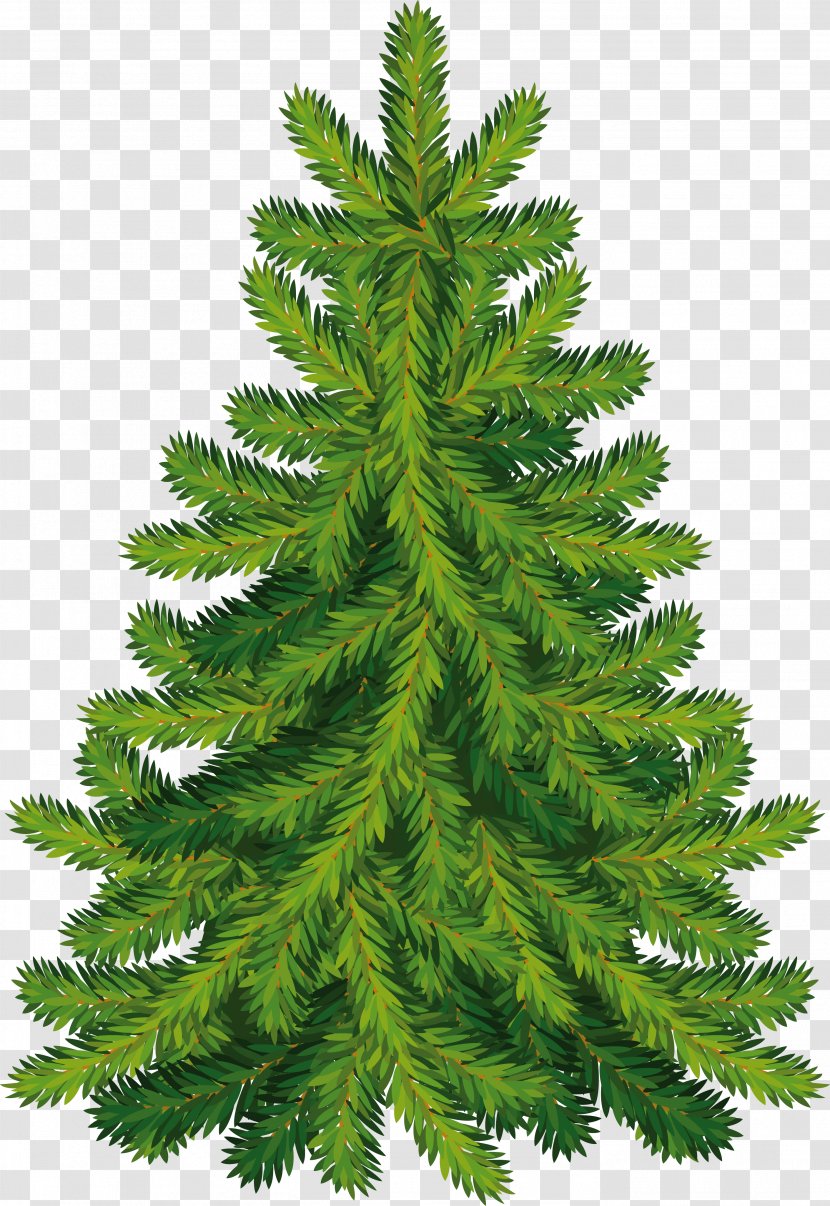 Christmas Tree Fir - Cypress Family - Fir-Tree Image Transparent PNG