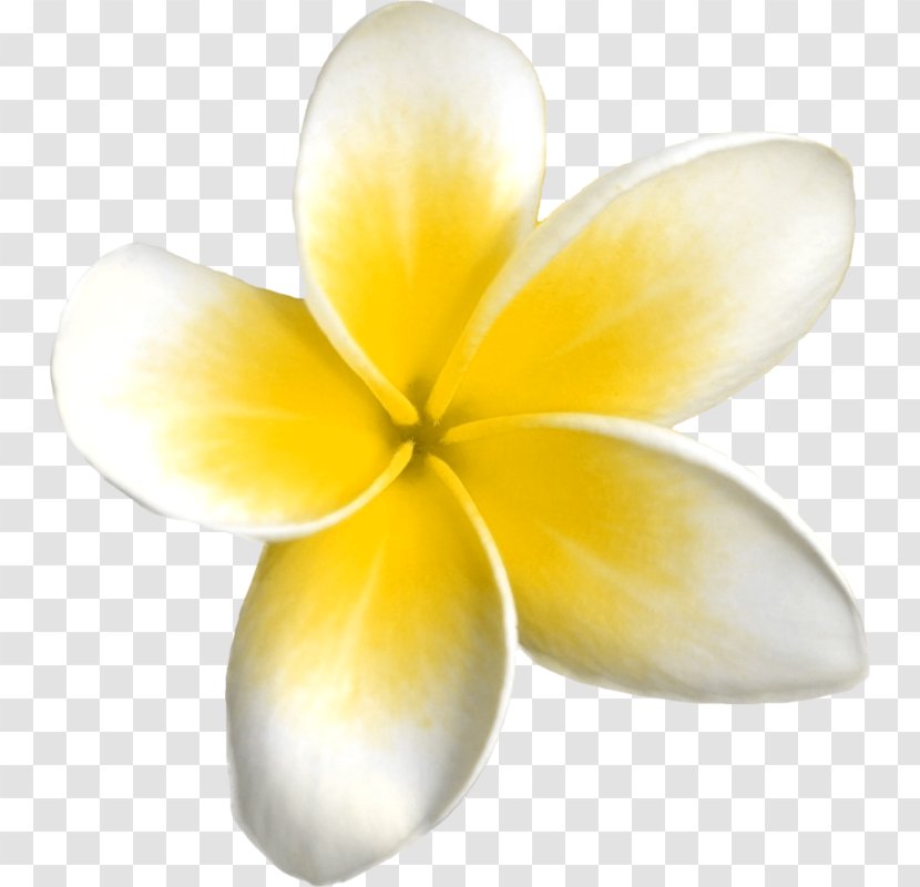 Image Viewer TinyPic - Paganism - Monstera Transparent PNG