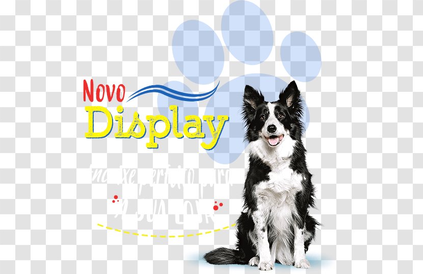 Border Collie Rough Puppy Australian Cattle Dog Terrier - Grooming Transparent PNG