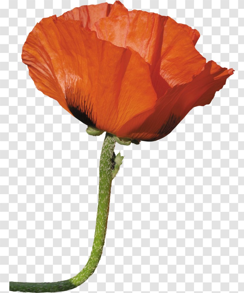 Poppy Flower Photography Desktop Wallpaper Clip Art - Coquelicot Transparent PNG