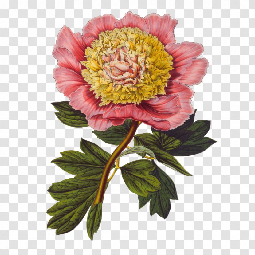 Gongbi Botanical Illustration Flower - Peony - Floral Flowers Background Material Transparent PNG