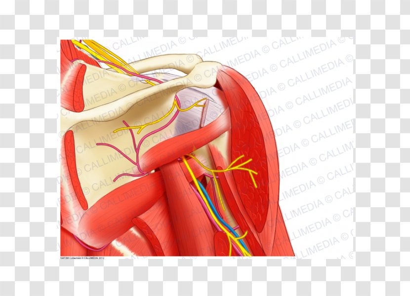 Shoulder Nerve Human Anatomy Muscle - Frame - Infraspinatus Transparent PNG