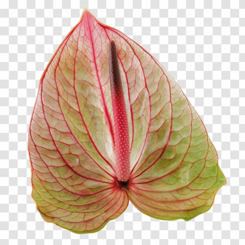 Pink M Commodity Leaf - Kwiat Transparent PNG