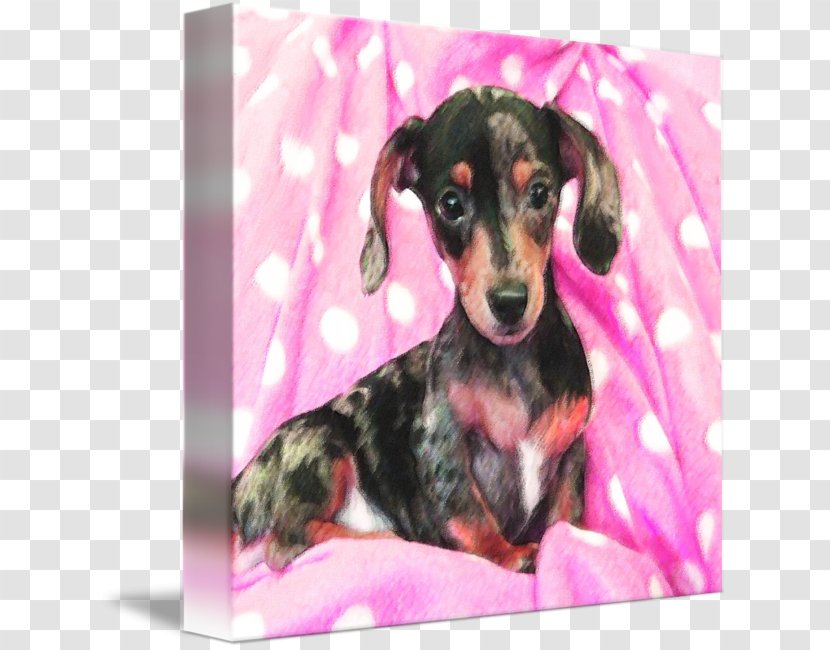 Dachshund Puppy Dog Breed Hound Pillow - Snout Transparent PNG