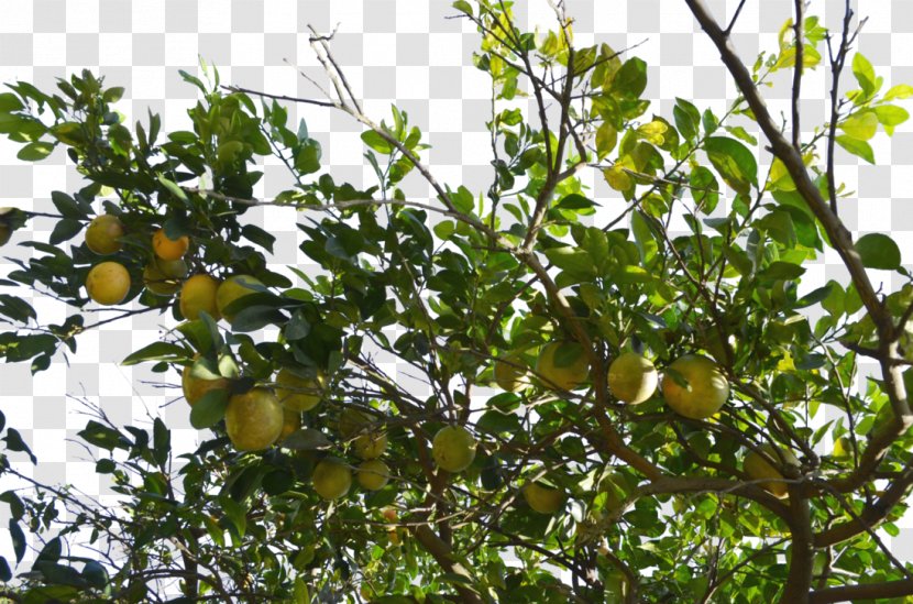 Grapefruit Pomelo Tree Download Transparent PNG