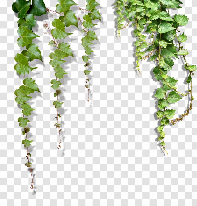 Wallpaper - Ivy - Falling Leaves Transparent PNG