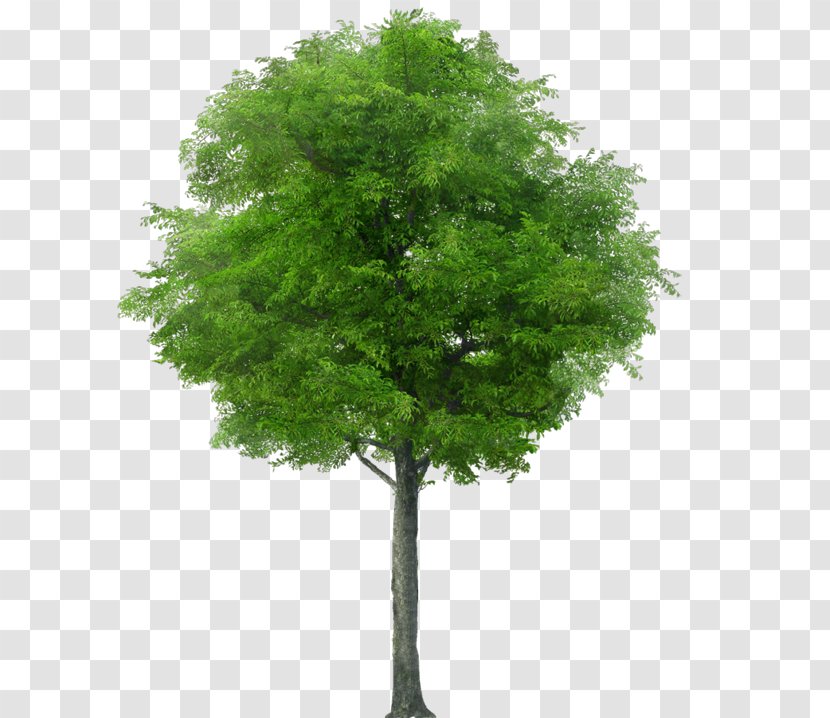Tree Stock Photography Royalty-free Stock.xchng Image - Drawing Transparent PNG