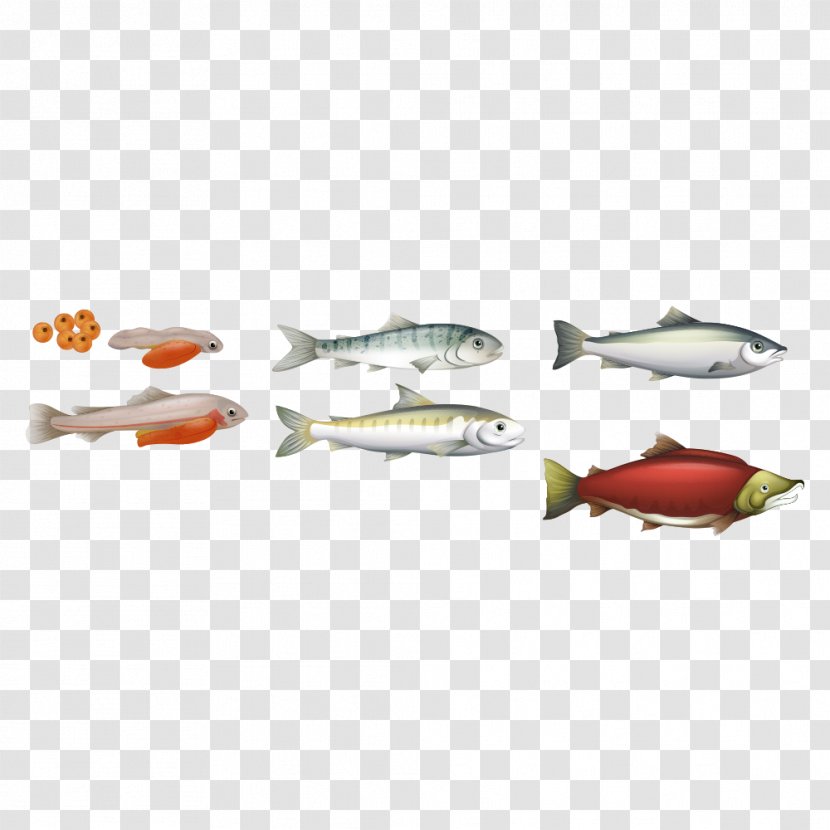 Chinook Salmon Biological Life Cycle Atlantic - Marine Fish Illustration Transparent PNG