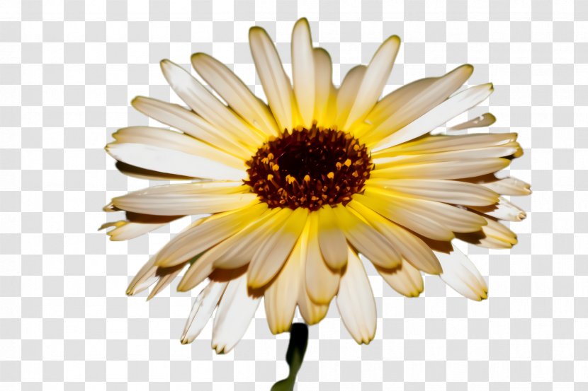 Blossom Background - Barberton Daisy - English Marigold Calendula Transparent PNG