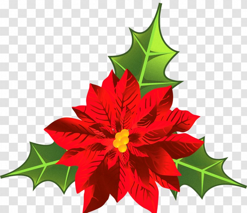 Poinsettia Christmas Plants Flower Decoration - Candy Transparent PNG