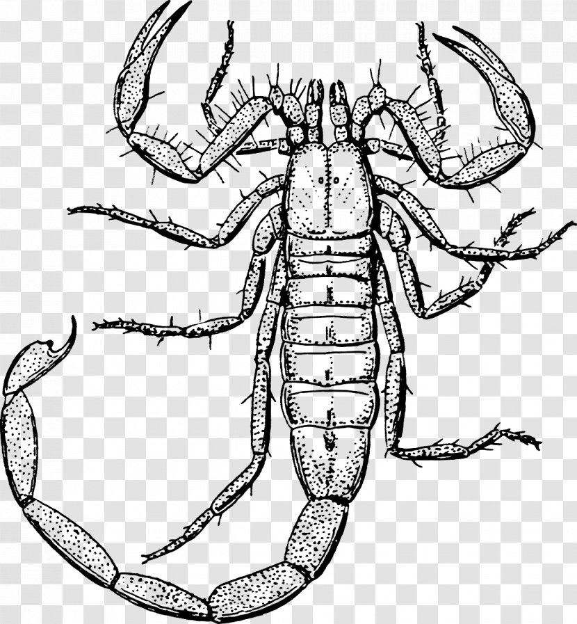 Scorpion Clip Art - Invertebrate - Crawling Transparent PNG