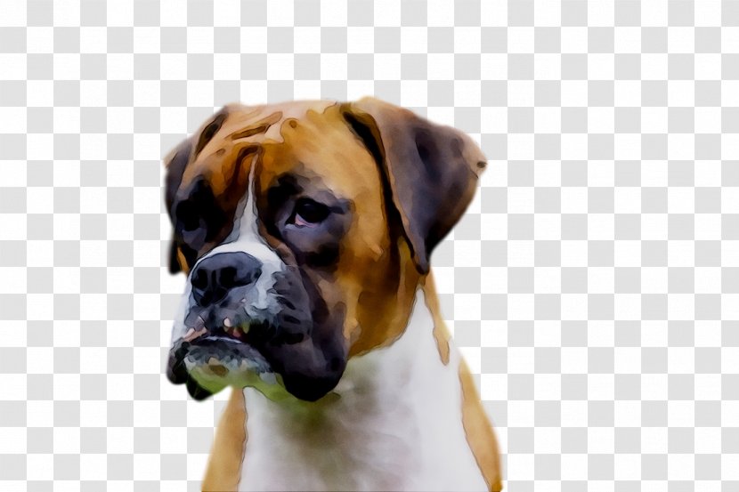 Dog Breed Boxer Snout Transparent PNG