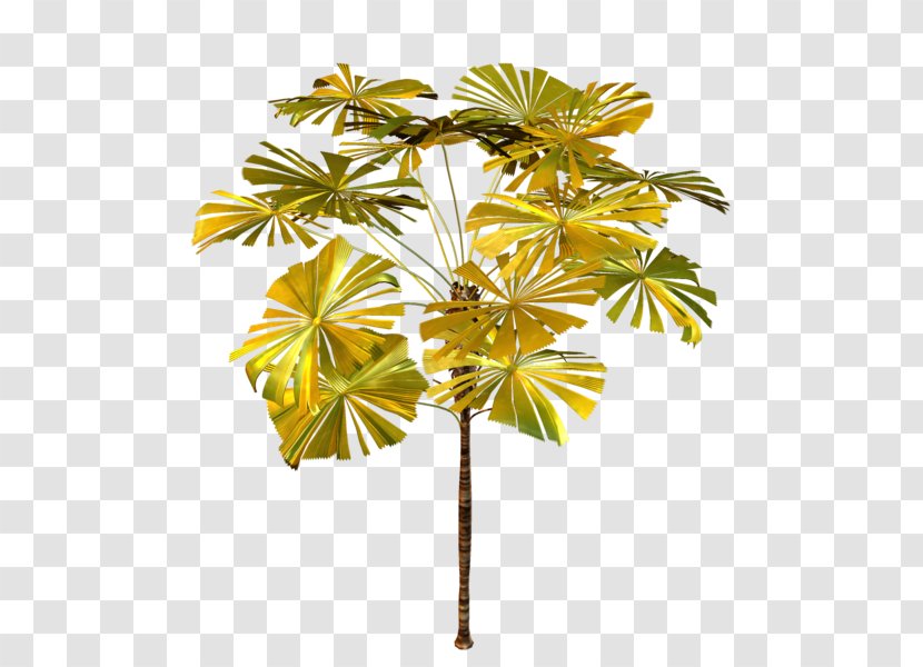 Asian Palmyra Palm Arecaceae Tree Plant Clip Art - Leaf Transparent PNG