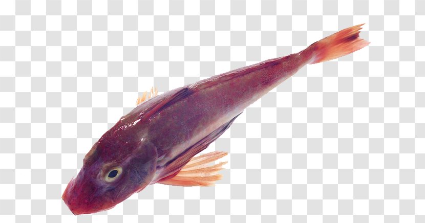 Common Carp Carassius Auratus Fish - Bighead - Red Transparent PNG