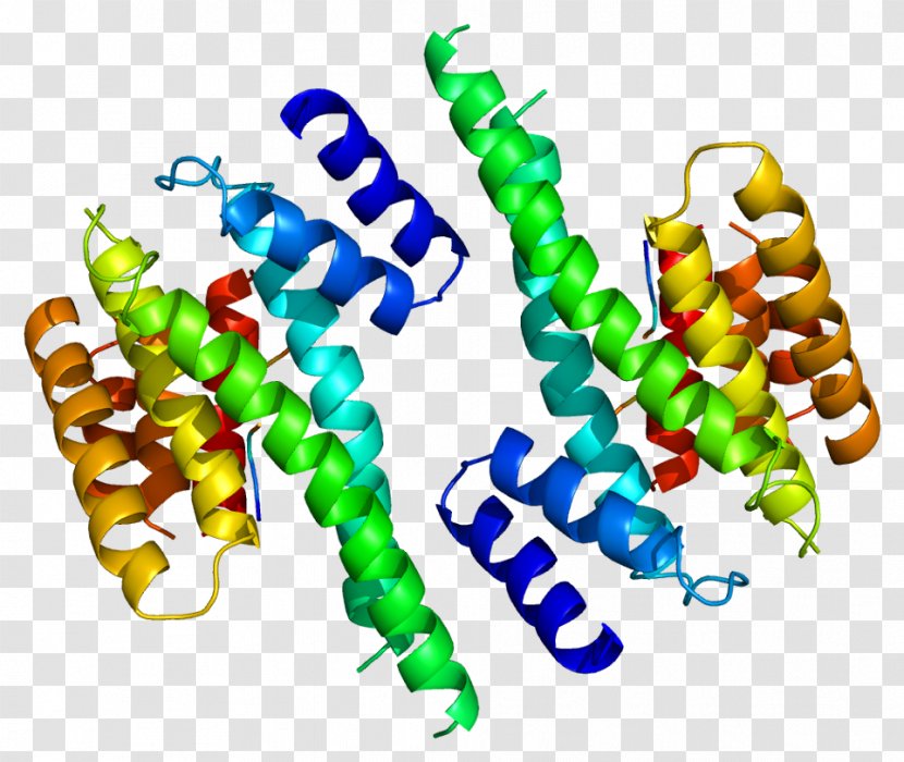 YWHAZ 14-3-3 Protein Gene HMGN1 Ubiquitin - Cartoon - Tree Transparent PNG