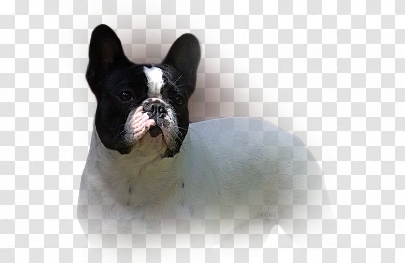 French Bulldog Toy Boston Terrier Dog Breed - Companion - Marver Transparent PNG