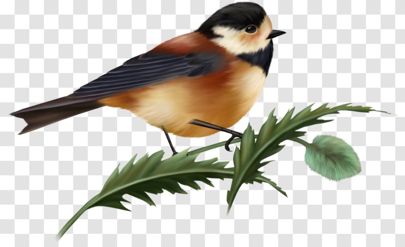 Bird - Computer Graphics - Beak Transparent PNG