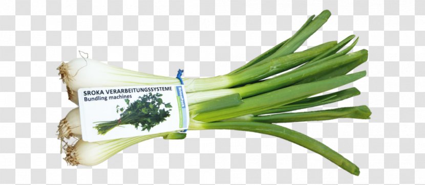 Allium Fistulosum Sroka Verarbeitungssysteme Scallion Herb Vegetable - Garden Asparagus Transparent PNG