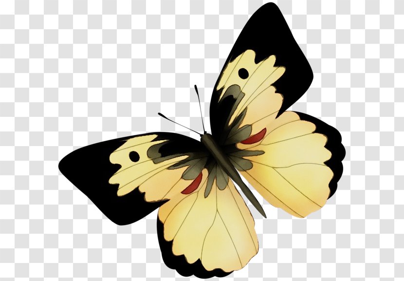 Watercolor Butterfly Background - Pieridae - Wing Wildflower Transparent PNG