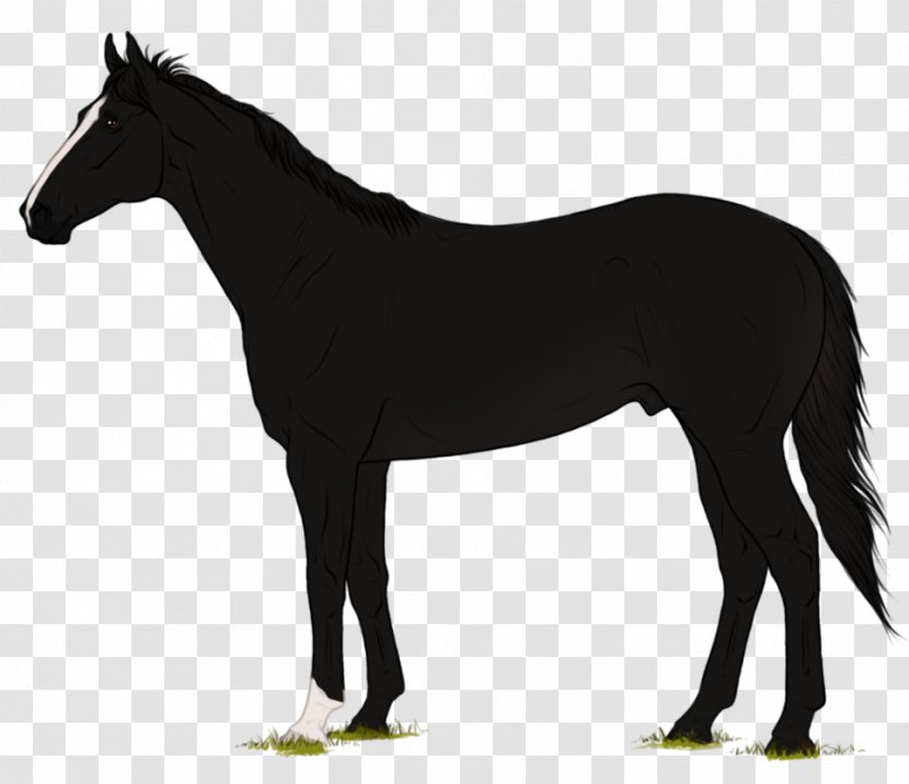 Andalusian Horse Black Rearing Dobermann - Equus - Thoroughbred Transparent PNG