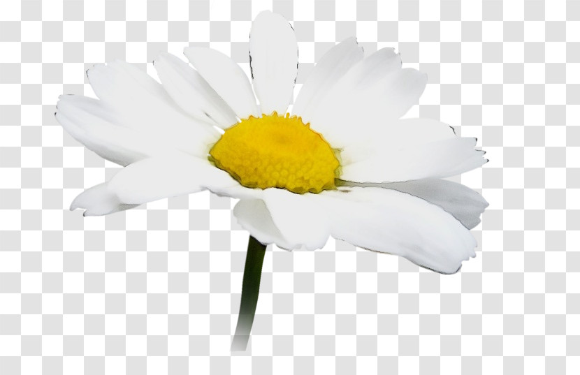 Daisy Transparent PNG