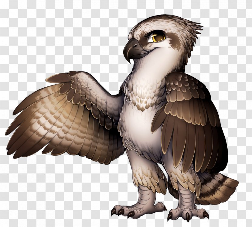 Eagle Falcon Hawk - Beak Transparent PNG